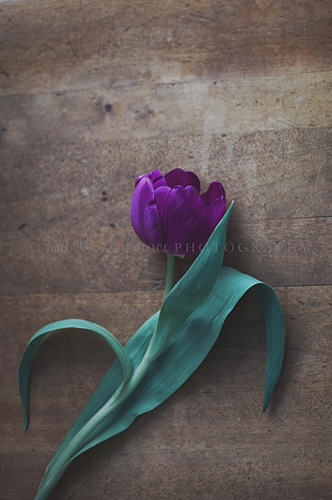 Tulip on wood