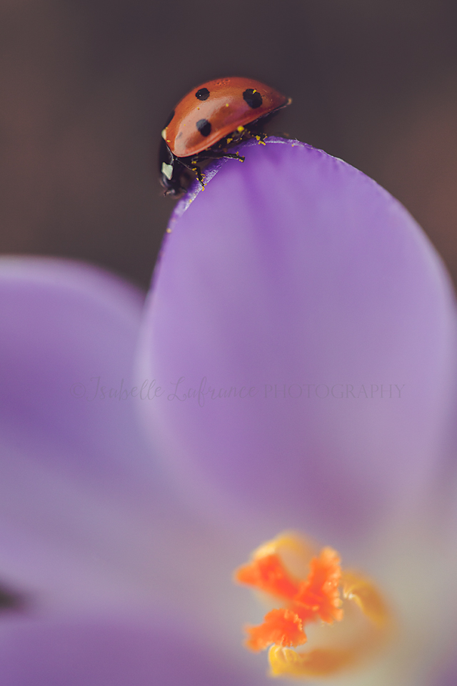 Ladybug on crocus