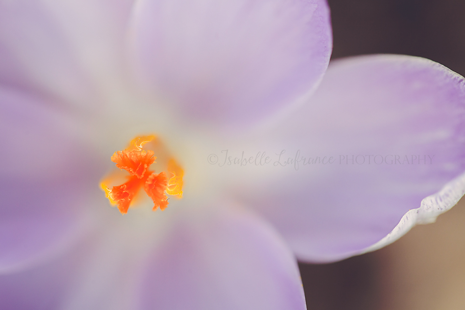 Open crocus