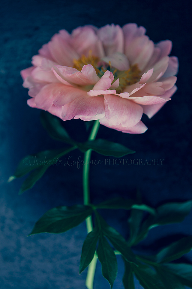 peonies 6