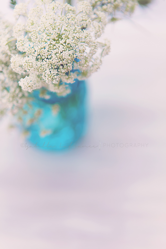 Queen Anne's lace 3