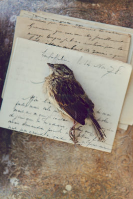 Singing sparrow 5